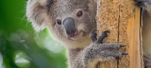 Reposapiés universal - My Sweet Koala